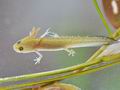 Triturus_alpestris_bh3668