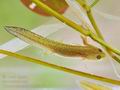 Triturus_alpestris_bh3695