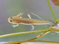 Triturus_alpestris_bh3699