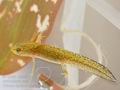 Triturus_alpestris_bh3715