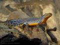 Triturus_alpestris_bn2562