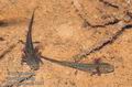 Triturus_alpestris_d356