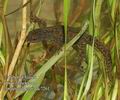 Triturus_alpestris_dc7261