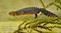 Triturus_alpestris_ha7449