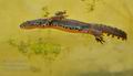 Triturus_alpestris_ha7502