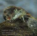 Triturus_alpestris_hg7592