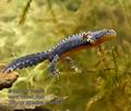 Triturus_alpestris_mb0964