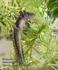 Triturus_alpestris_mb4665