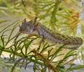 Triturus_alpestris_mb4708