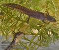 Triturus_alpestris_mb4853