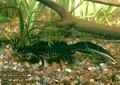 Triturus_cristatus_4234