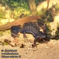 Triturus_cristatus_58