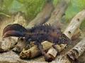 Triturus_cristatus_bn2862