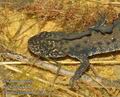 Triturus_cristatus_da1748