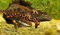 Triturus_cristatus_ha6967