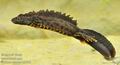 Triturus_cristatus_ha7543