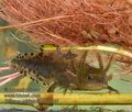 Triturus_cristatus_mc7030s