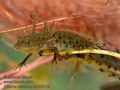 Triturus_cristatus_mc7091s