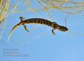 Triturus_dobrogicus_ha3022