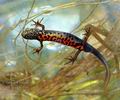 Triturus_dobrogicus_ha3029