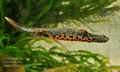 Triturus_dobrogicus_ha5332