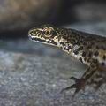 Triturus_montandoni_9222