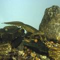 Triturus_montandoni_9223