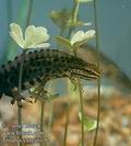 Triturus_vulgaris_52