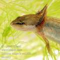 Triturus_vulgaris_ae1309