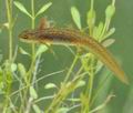 Triturus_vulgaris_bh2301