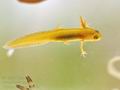 Triturus_vulgaris_bh3634