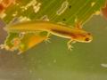 Triturus_vulgaris_bh3645