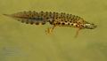 Triturus_vulgaris_ha5233