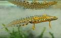 Triturus_vulgaris_ha5407