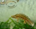 Triturus_vulgaris_ha5430