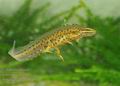 Triturus_vulgaris_ha5434