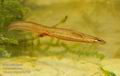 Triturus_vulgaris_ha7058