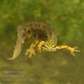 Triturus_vulgaris_ha7283