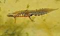 Triturus_vulgaris_ha7338