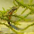 Triturus_vulgaris_ha7532