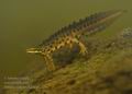 Triturus_vulgaris_hd5028