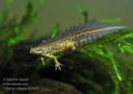 Triturus_vulgaris_hd5052