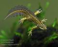 Triturus_vulgaris_hd5058