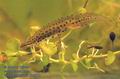 Triturus_vulgaris_kb4513