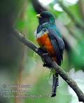 Trogon_aurantiiventris_eb7724