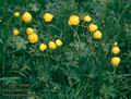 Trollius_altissimus_8227