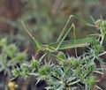 Truxalis_nasuto_bg5240