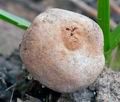 Tulostoma_cyclophorum_cs0029s