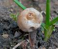 Tulostoma_cyclophorum_cs0037s