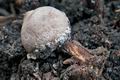 Tulostoma_cyclophorum_cs0065s